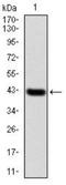 NFKB Inhibitor Alpha antibody, NBP2-52518, Novus Biologicals, Western Blot image 