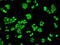 Crystallin Alpha B antibody, LS-C114677, Lifespan Biosciences, Immunofluorescence image 