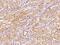 Ubiquitin Specific Peptidase Like 1 antibody, 204109-T08, Sino Biological, Immunohistochemistry paraffin image 