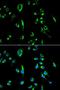 Apolipoprotein B MRNA Editing Enzyme Catalytic Subunit 3G antibody, LS-C331480, Lifespan Biosciences, Immunofluorescence image 