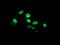 Peroxisome Proliferator Activated Receptor Alpha antibody, LS-C173296, Lifespan Biosciences, Immunofluorescence image 