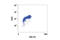 Cyclin Dependent Kinase 2 antibody, 2546P, Cell Signaling Technology, Flow Cytometry image 