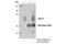 Solute Carrier Family 5 Member 2 antibody, 14210S, Cell Signaling Technology, Immunoprecipitation image 