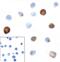 T Cell Immunoreceptor With Ig And ITIM Domains antibody, RF16053, ProSci, Immunocytochemistry image 