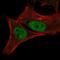 Cyclin Dependent Kinase 2 antibody, HPA066915, Atlas Antibodies, Immunofluorescence image 