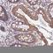 Pyroglutamylated RFamide Peptide antibody, HPA043377, Atlas Antibodies, Immunohistochemistry paraffin image 