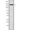 MIA SH3 Domain ER Export Factor 3 antibody, abx216852, Abbexa, Western Blot image 