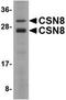 COP9 Signalosome Subunit 8 antibody, NBP1-76373, Novus Biologicals, Western Blot image 