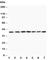 Mitogen-Activated Protein Kinase Kinase 3 antibody, R30447, NSJ Bioreagents, Western Blot image 