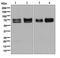 Nectin Cell Adhesion Molecule 2 antibody, ab135246, Abcam, Western Blot image 