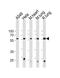 26S protease regulatory subunit 4 antibody, PA5-35252, Invitrogen Antibodies, Western Blot image 