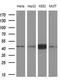 Nucleoporin 43 antibody, LS-C340301, Lifespan Biosciences, Western Blot image 