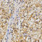 GluA1 antibody, LS-C335189, Lifespan Biosciences, Immunohistochemistry frozen image 