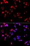 RNA Polymerase I Subunit B antibody, orb136254, Biorbyt, Immunofluorescence image 