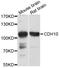 Cadherin 10 antibody, abx125646, Abbexa, Western Blot image 