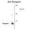 Calcium Voltage-Gated Channel Auxiliary Subunit Gamma 2 antibody, GTX82595, GeneTex, Western Blot image 