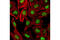 Chromatin Assembly Factor 1 Subunit A antibody, 5480S, Cell Signaling Technology, Immunocytochemistry image 