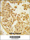 WD Repeat Domain 37 antibody, 63-856, ProSci, Immunohistochemistry paraffin image 
