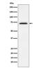 FMR1 Autosomal Homolog 1 antibody, M03308, Boster Biological Technology, Western Blot image 
