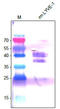 CRSBP-1 antibody, DP3513S, Origene, Western Blot image 