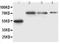 Lipoprotein Lipase antibody, PA1304, Boster Biological Technology, Western Blot image 