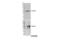 Actin Like 6A antibody, 92324S, Cell Signaling Technology, Western Blot image 