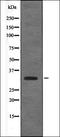 BCL2 Associated Transcription Factor 1 antibody, orb335913, Biorbyt, Western Blot image 