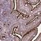 Solute Carrier Family 7 Member 1 antibody, HPA039721, Atlas Antibodies, Immunohistochemistry frozen image 