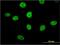 Mirror-image polydactyly gene 1 protein antibody, MA5-23072, Invitrogen Antibodies, Immunofluorescence image 