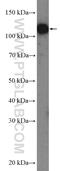 Trophinin Associated Protein antibody, 13634-1-AP, Proteintech Group, Western Blot image 