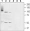 Transmembrane Channel Like 6 antibody, TA328672, Origene, Western Blot image 