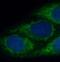 Fibrinogen Like 2 antibody, FNab03105, FineTest, Immunofluorescence image 