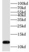 Transcription elongation factor A protein-like 7 antibody, FNab08547, FineTest, Western Blot image 