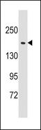 Glutamyl-Prolyl-TRNA Synthetase antibody, PA5-14507, Invitrogen Antibodies, Western Blot image 