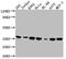 Syntaxin 4 antibody, CSB-RA290392A0HU, Cusabio, Western Blot image 