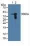 Aldo-Keto Reductase Family 1 Member B10 antibody, abx129069, Abbexa, Western Blot image 