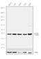 Methionine Adenosyltransferase 2B antibody, 703221, Invitrogen Antibodies, Western Blot image 
