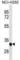 Major Histocompatibility Complex, Class II, DR Alpha antibody, abx025309, Abbexa, Western Blot image 
