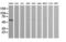 Zinc finger and SCAN domain-containing protein 21 antibody, M11874, Boster Biological Technology, Western Blot image 