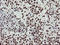 Non-POU Domain Containing Octamer Binding antibody, LS-C787199, Lifespan Biosciences, Immunohistochemistry frozen image 