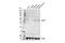 C9orf72-SMCR8 Complex Subunit antibody, 64196S, Cell Signaling Technology, Western Blot image 