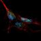 Kruppel Like Factor 4 antibody, abx031664, Abbexa, Immunohistochemistry paraffin image 