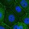 Scribble Planar Cell Polarity Protein antibody, PA5-66680, Invitrogen Antibodies, Immunofluorescence image 