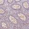 Basic Leucine Zipper ATF-Like Transcription Factor antibody, NBP2-49431, Novus Biologicals, Immunohistochemistry paraffin image 