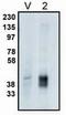 Phospholipid Phosphatase 2 antibody, PA1-12679, Invitrogen Antibodies, Western Blot image 