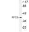 Replication Factor C Subunit 3 antibody, LS-B12568, Lifespan Biosciences, Western Blot image 