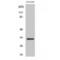 Ring Finger Protein 144A antibody, LS-C386555, Lifespan Biosciences, Western Blot image 