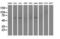 Solute Carrier Family 7 Member 8 antibody, M04381-2, Boster Biological Technology, Western Blot image 