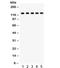 Death Domain Associated Protein antibody, R32346, NSJ Bioreagents, Western Blot image 