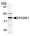 APC Down-Regulated 1 antibody, TA309572, Origene, Western Blot image 